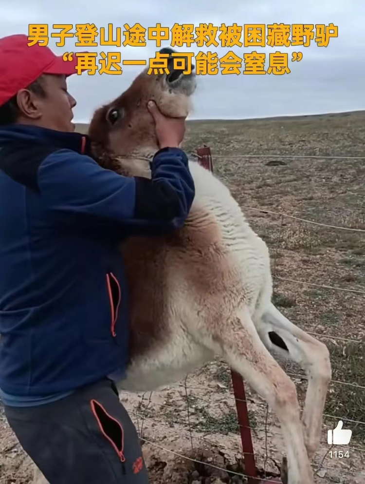 西藏野驴