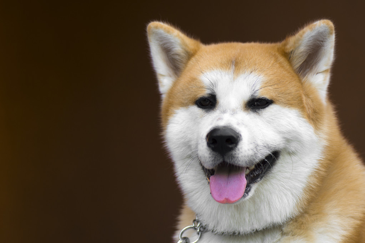 秋田犬