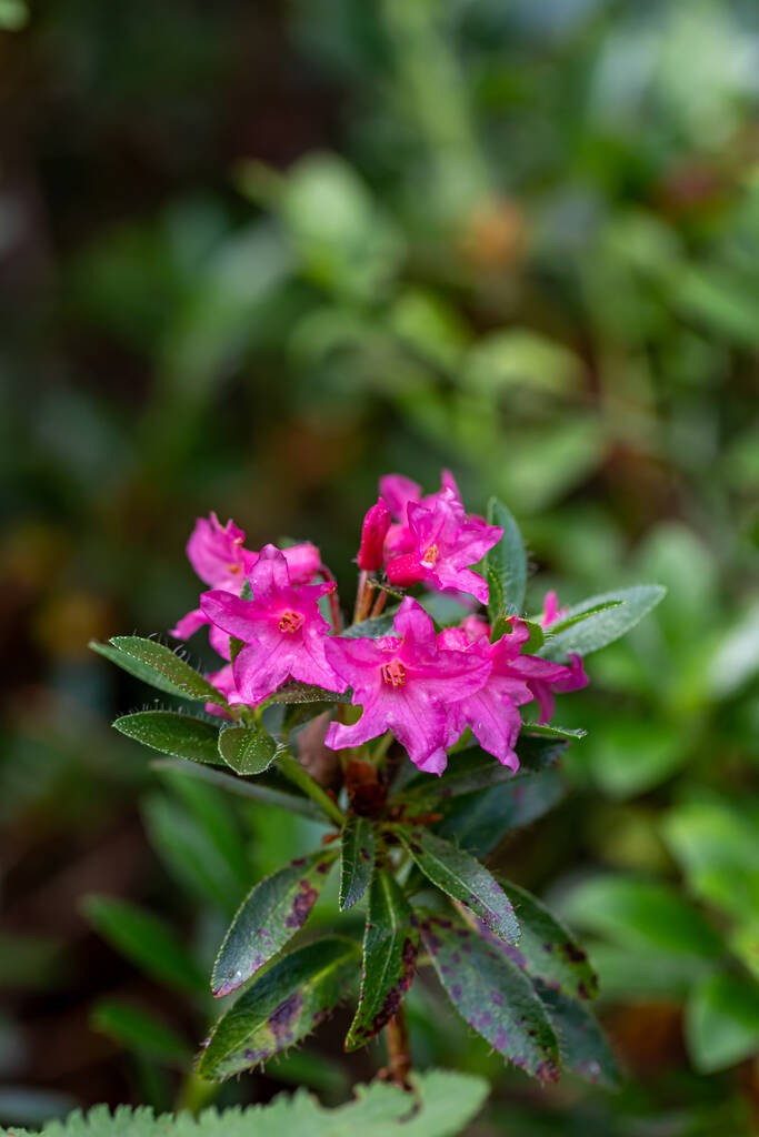 生长在山区的毛杜鹃花，巨型