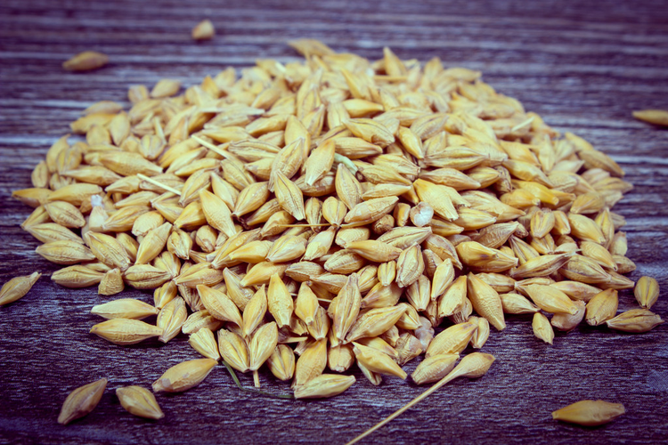 复古照片，木制背景上的大麦粒堆Vintage photo, Heap of barley grain on wooden background
