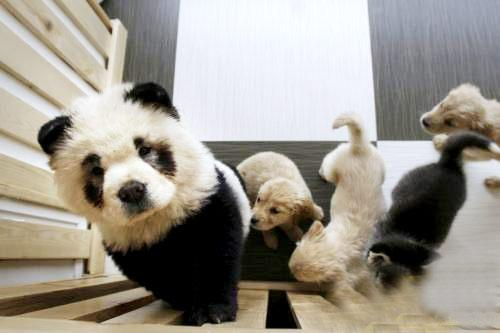 （图）山寨熊猫