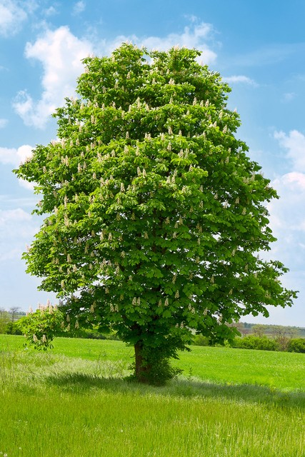 一棵开着白花的栗树A chestnut tree with white blossom