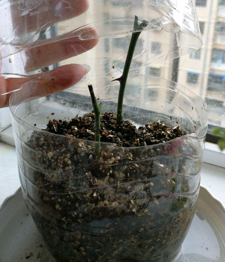 花卉
