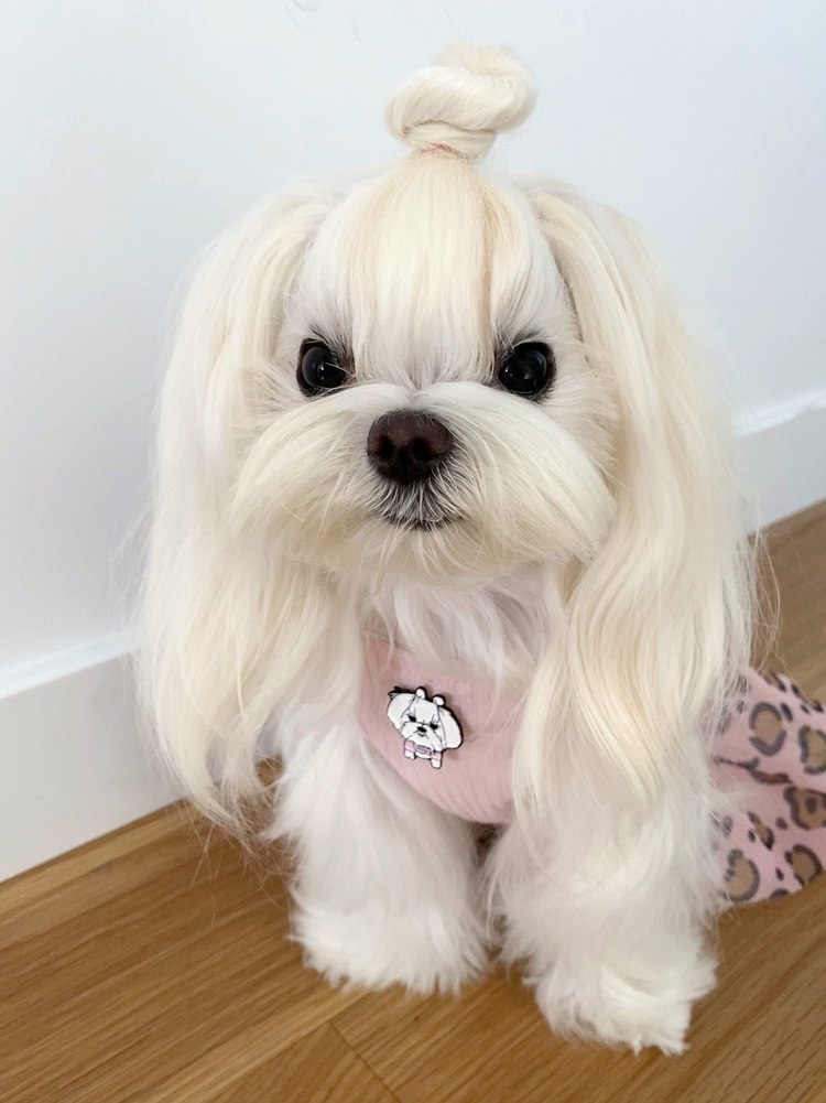 玛尔济斯犬