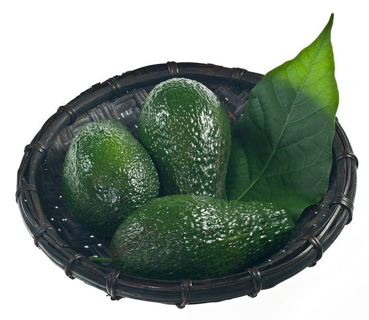 鳄梨的果实.png