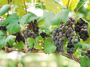 黑天鹅葡萄