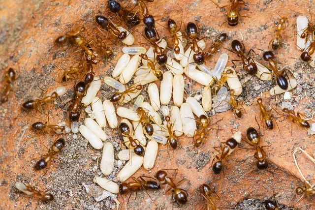 红色进口火蚁(Solenopsis Invicta)或简单的RIFA服用Red imported fire ants (Solenopsis invicta) or simply RIFA take 