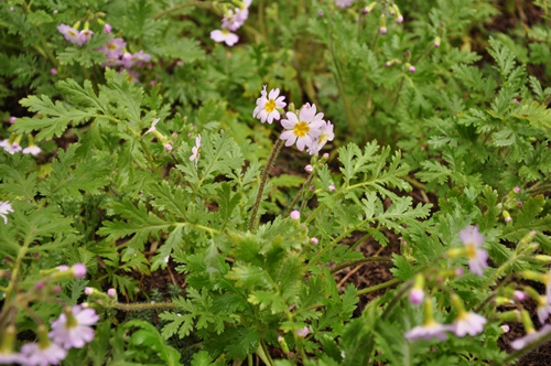 中国科学院武汉植物园