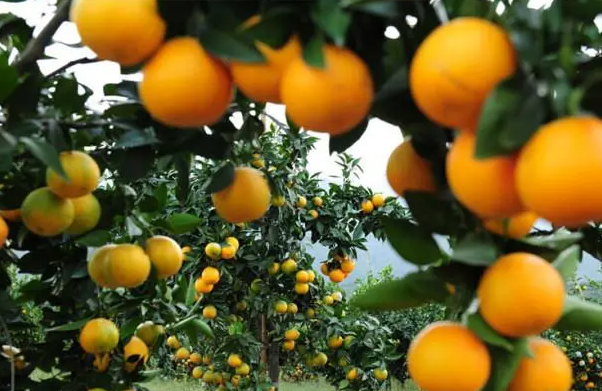 镇宁布依族苗族自治县