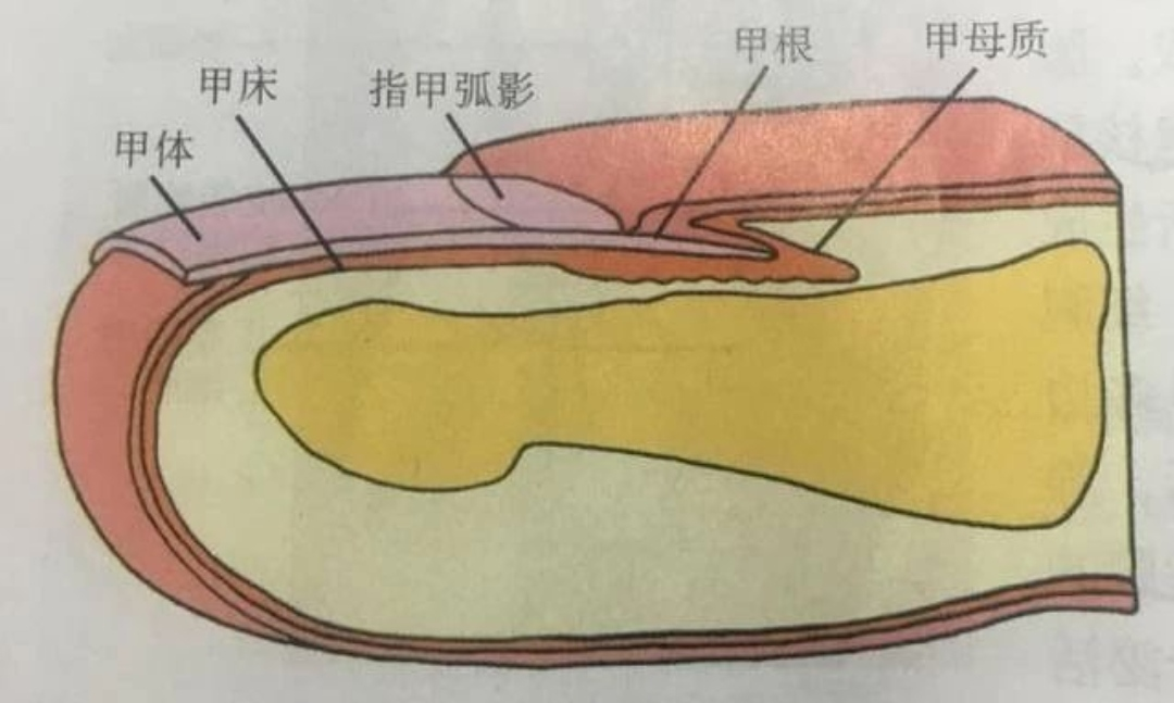 甲母质