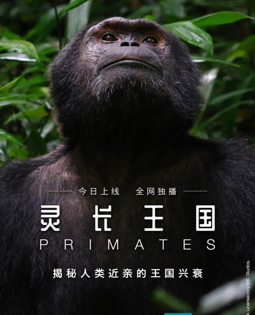 灵长王国