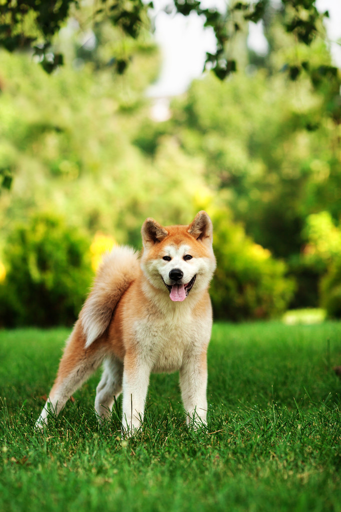 秋田犬