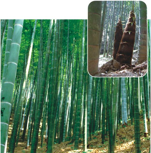 单轴散生竹