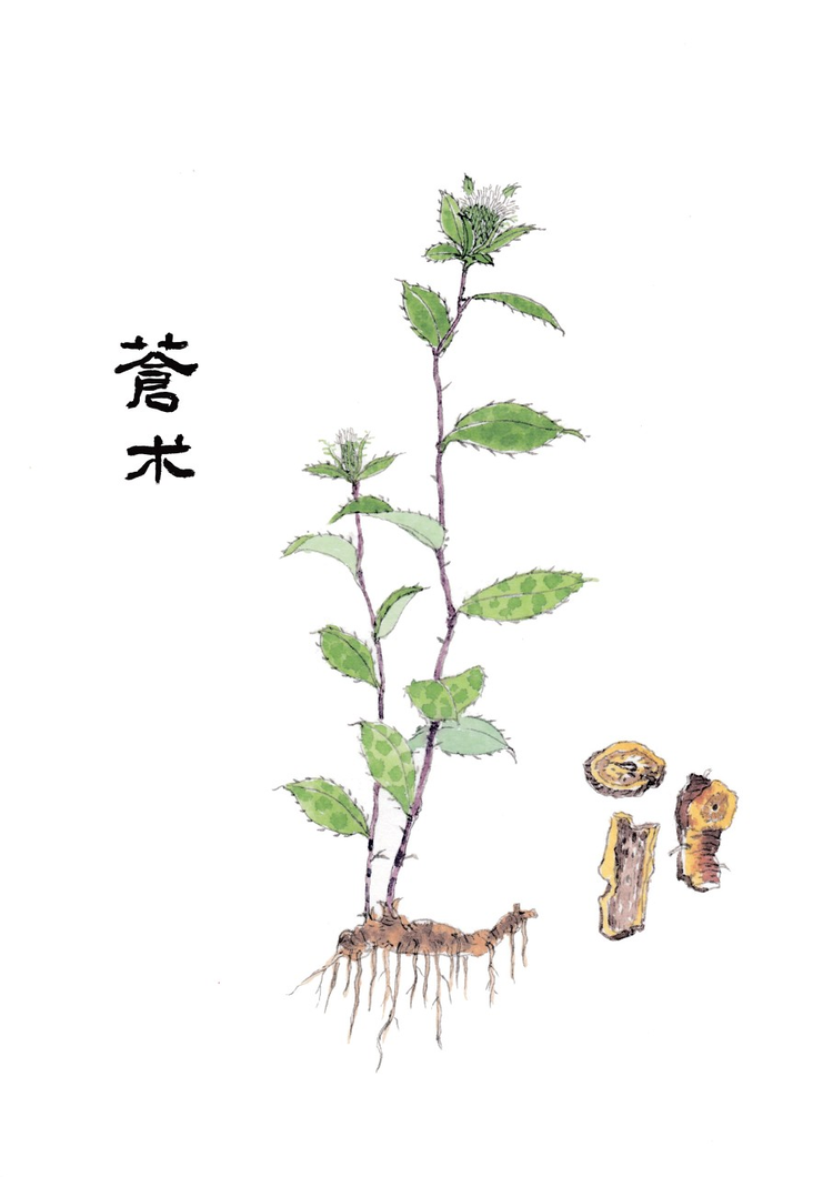 苍术
