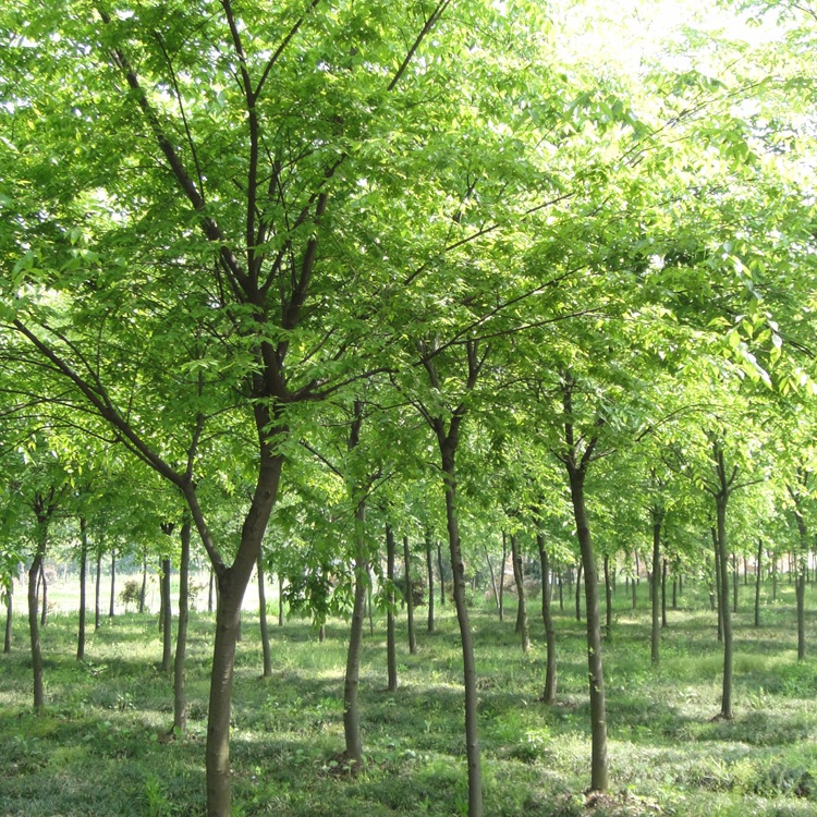 大果榉