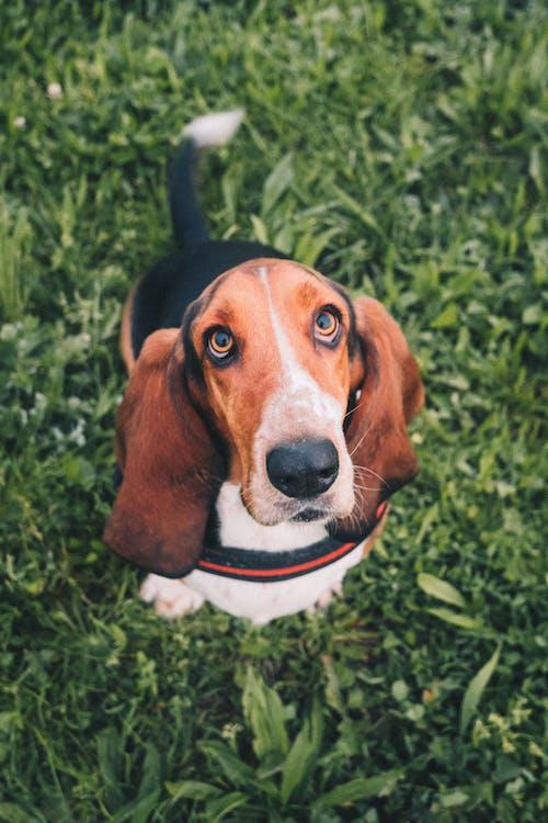 米格鲁猎兔犬智商排名图片