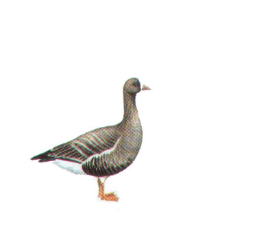 小白额雁