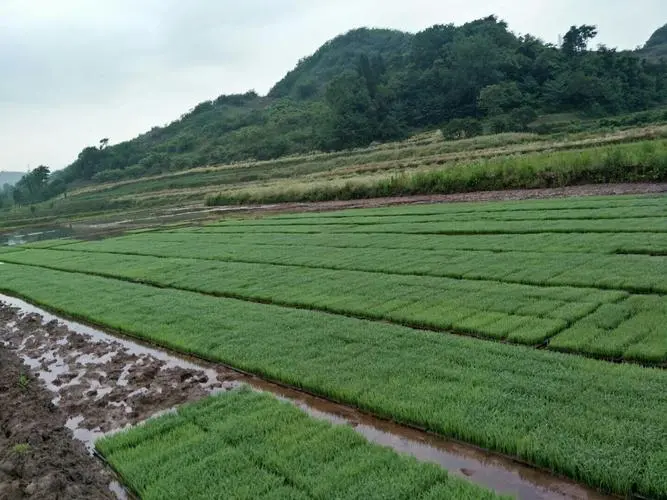 慈利县
