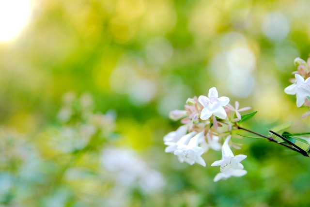 七子花七角藻Seven Sons flower Heptacodium Miconioides