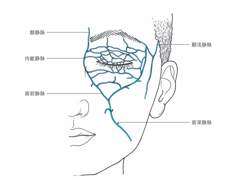 眼睑