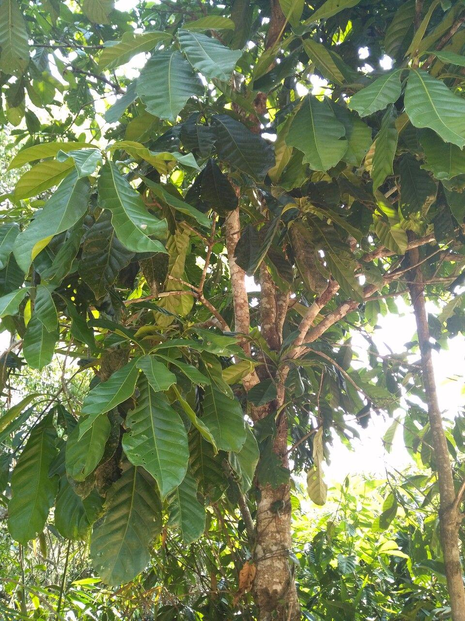 苦槠