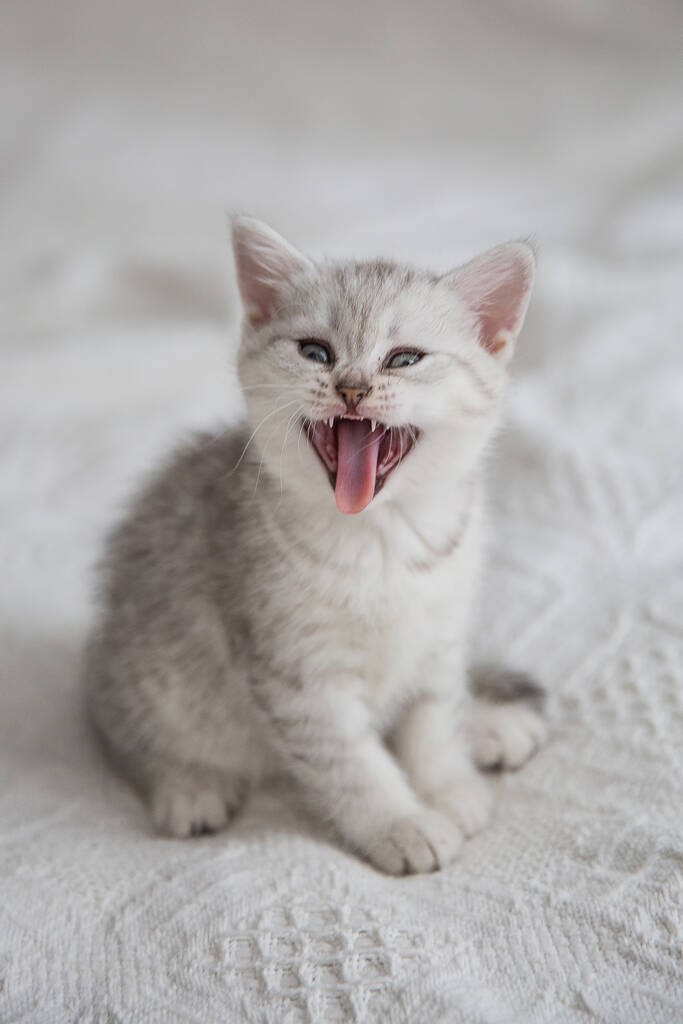 虎斑猫