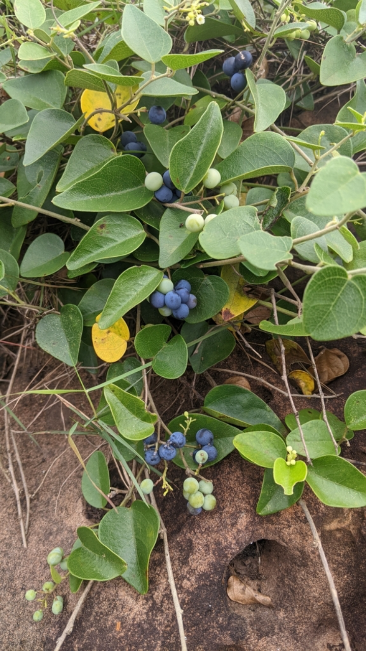 木防己
