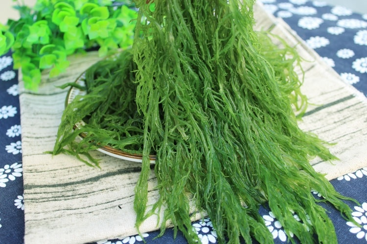 龙须菜