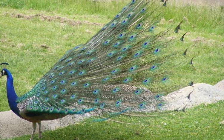 洪泽湖湿地景区