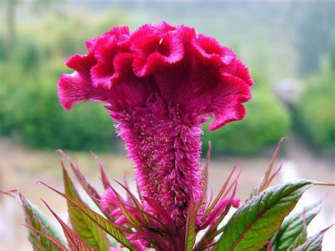 花卉