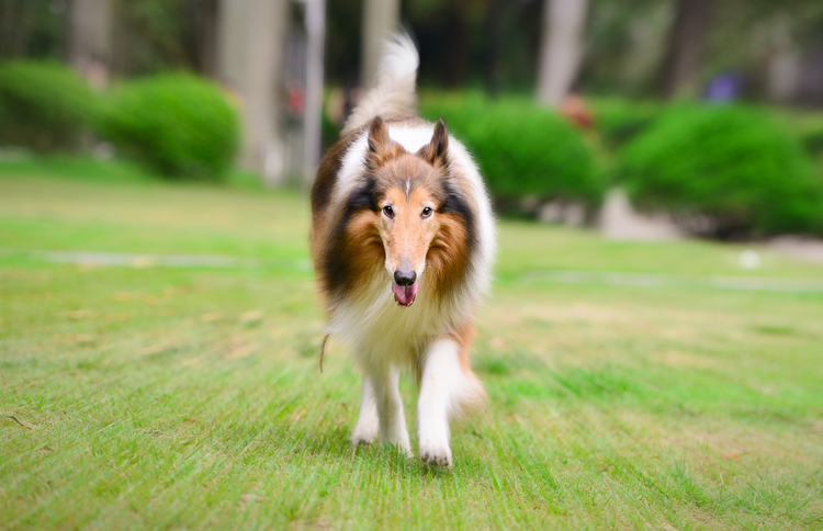苏格兰牧羊犬