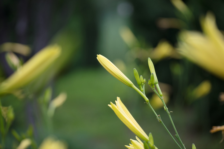 菜地枝头新鲜的黄花菜