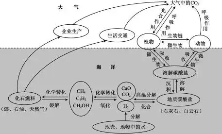 自然界中的碳循环.png