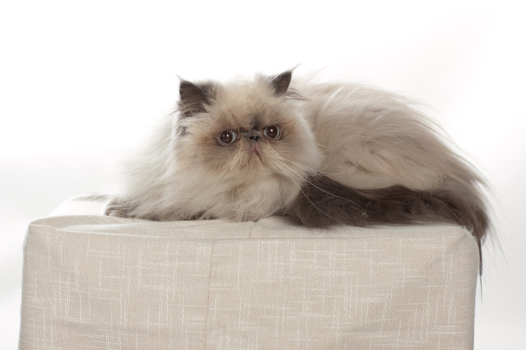 波斯猫