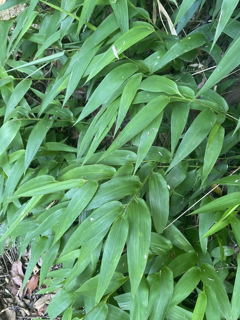 淡竹叶