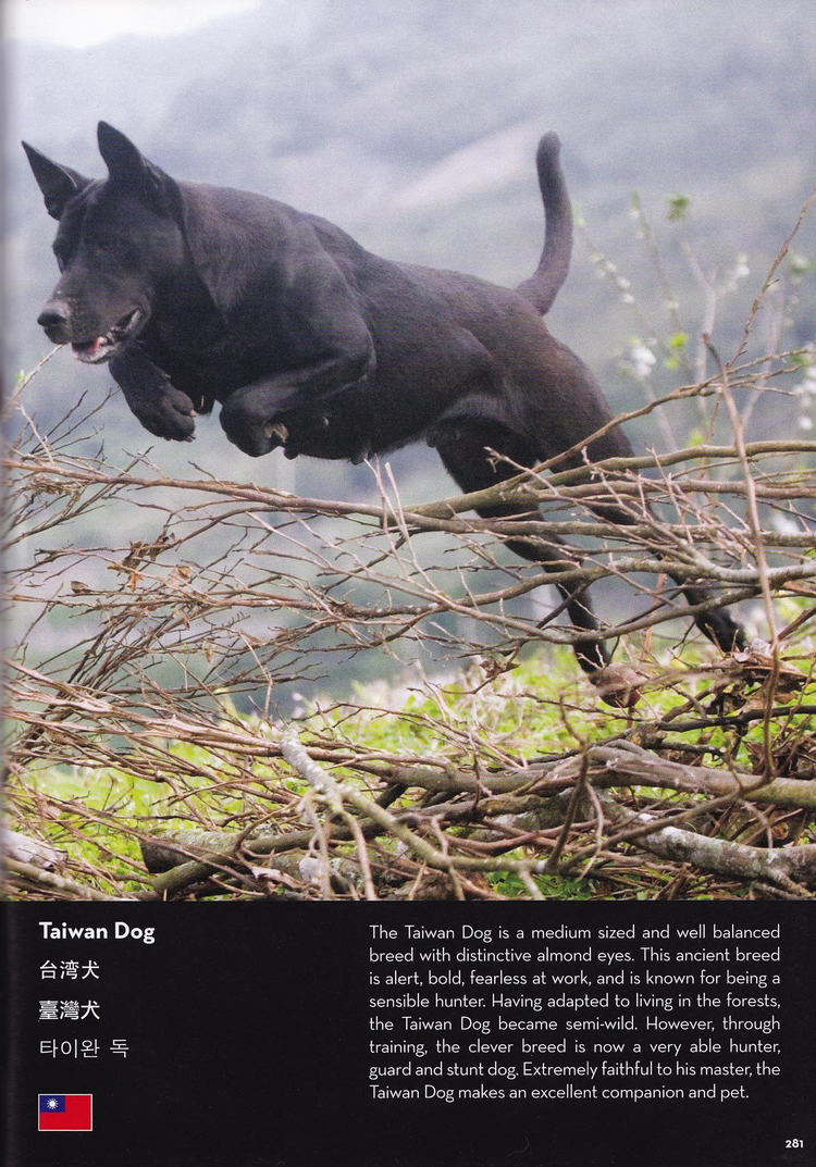 台湾犬