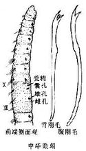 颤蚓