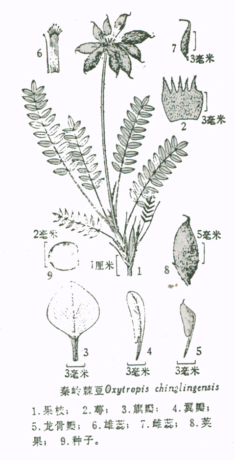 秦岭棘豆
