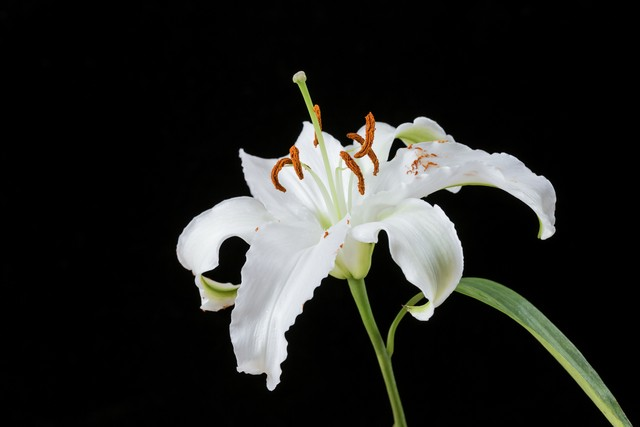 务川仡佬族苗族自治县