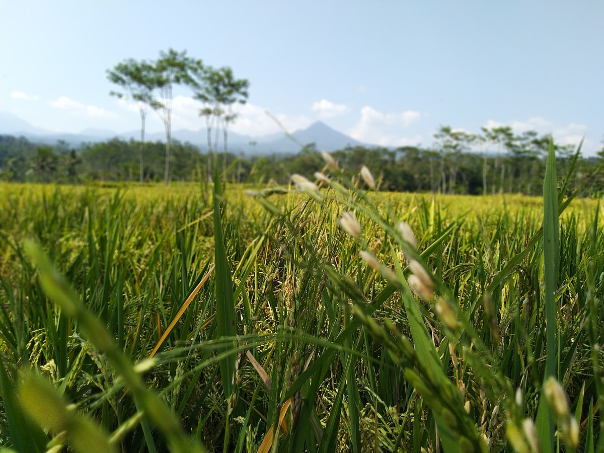 稻