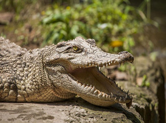 长沙生态动物园