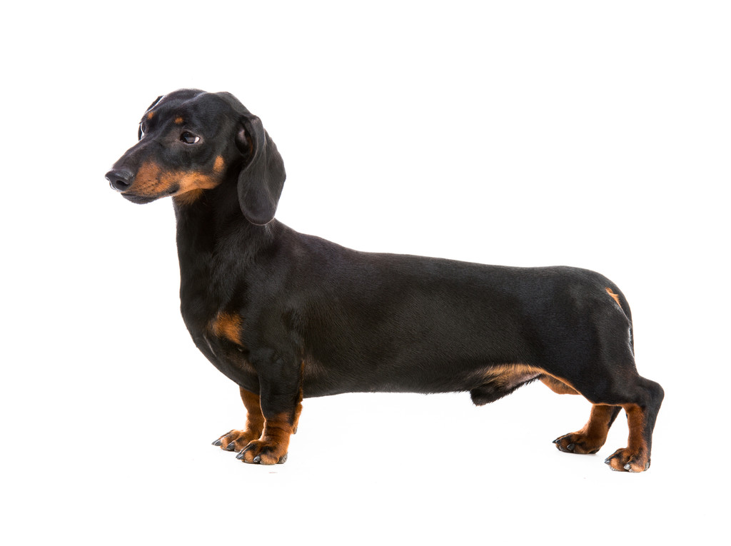 腊肠犬