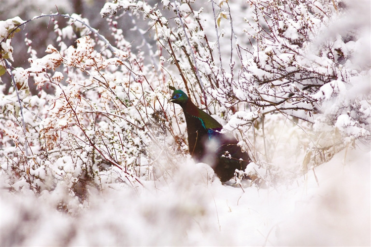 雅鲁藏布大峡谷