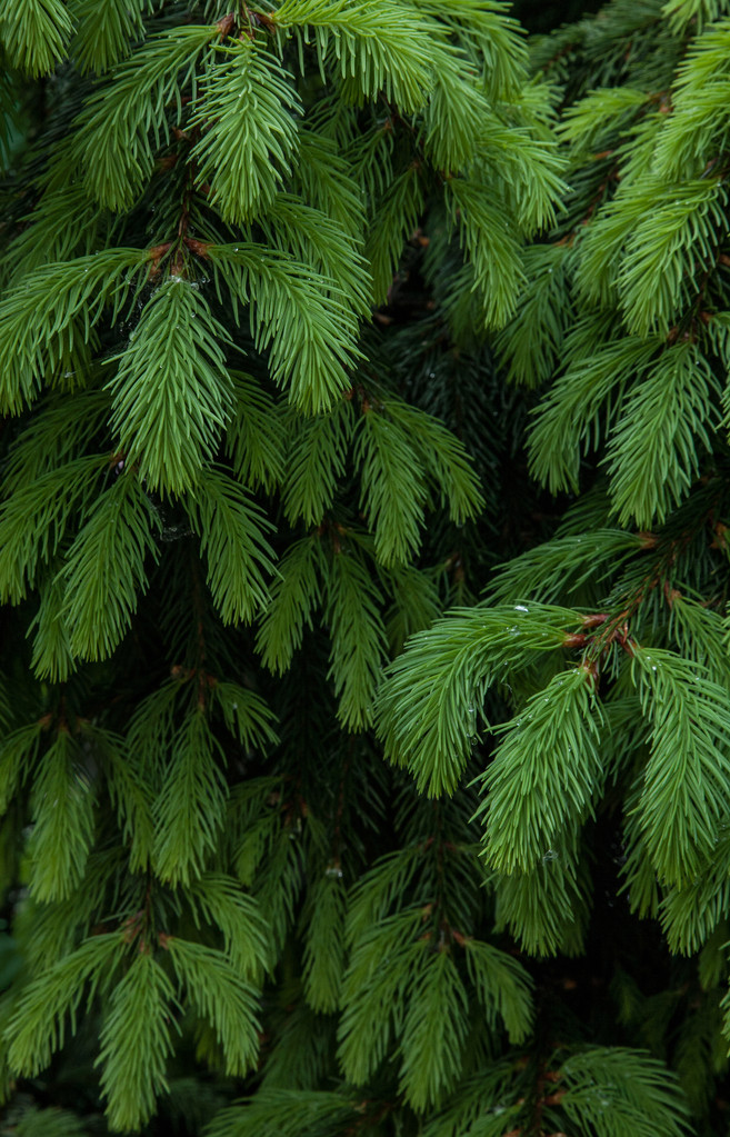 杉树枝干背景Fir tree branch background.jpeg
