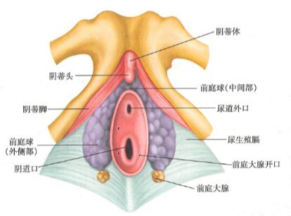 阴蒂