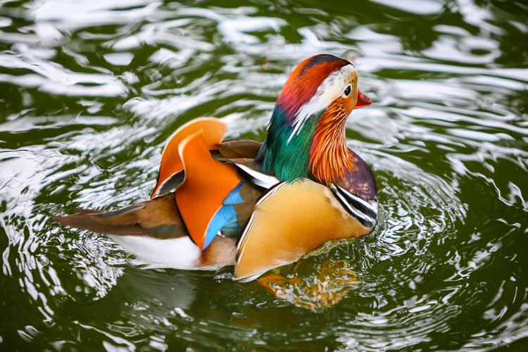 鸳鸯下水Mandarin duck in water.jpeg