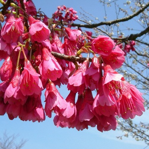 山樱桃