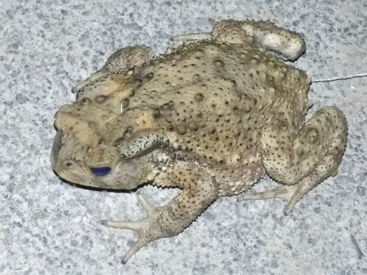 蟾蜍属