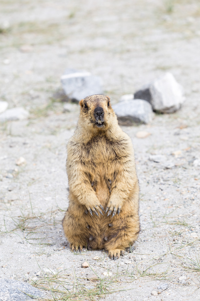 喜马拉雅旱獭The Himalayan marmot
