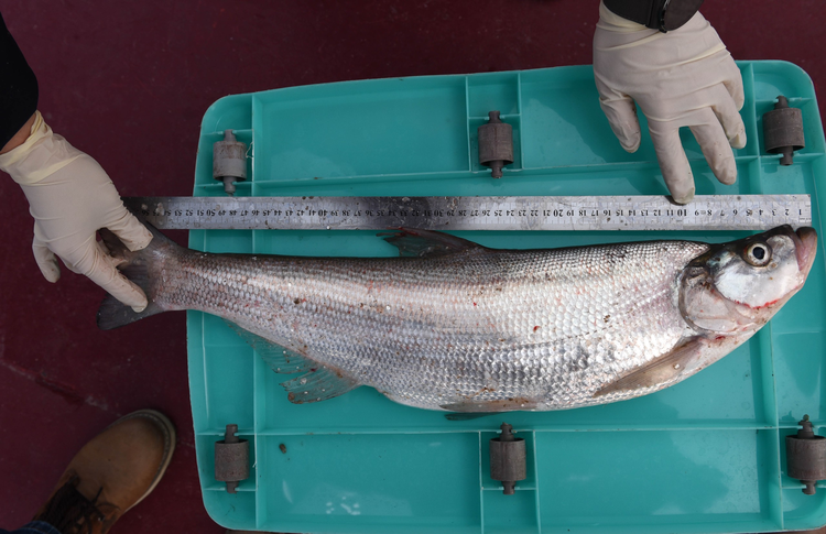 江苏淮安：水清鱼肥  洪泽湖退捕16个月后水生生物资源回归应有之态